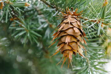 Bright brown dry cone on the branch of Rocky Mountain Douglas-fir. Old shoots in spring or summer...