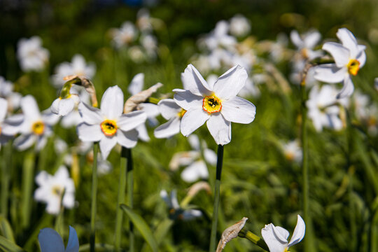 Close-Up Of Wet White Flower with green beackground in Troms&oslash;, Norway
