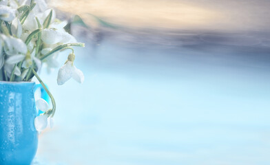 Bouquet of the first spring flowers of snowdrops in drops of dew close-up. Soft artistic selective focus. Horizontal banner. free space for your texts and ideas.

