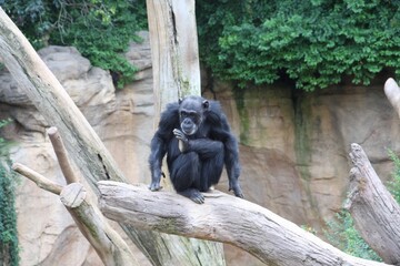 chimpancé sentado en un tronco de arbol