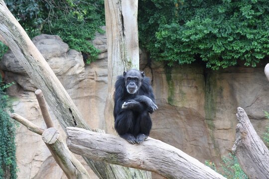 chimpanc&eacute; sentado en un tronco de arbol