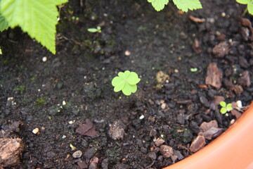 trebol pequeño de suerte