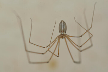 House spider hanging on the wall