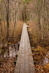 Wooden path through a forest in Huddinge - Sweden
