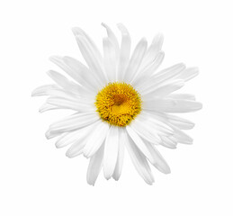 Daisy flower isolated.