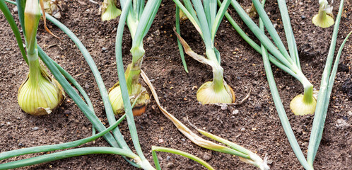 Onion plants on field.