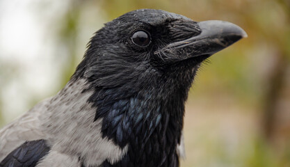 A big black bird lands on the bird bath, the most intelligent bird,