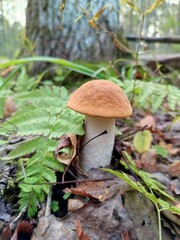 Boletus in the forest among fallen leaves and ferns. Mushroom background
