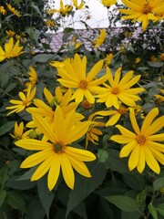 Blooming Chinese potato or Helianthus tuberosus with huge yellow flowers on long stems in the garden. Floral Wallpaper