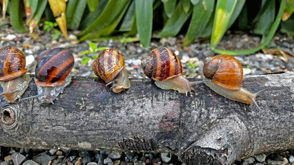 Snails on a branch after rain.