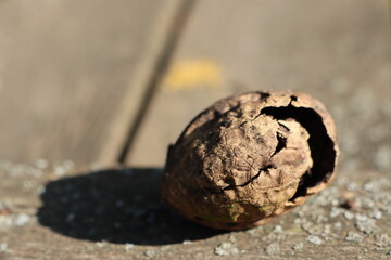 Broken walnut standing on old wooden table outside on a sunny day