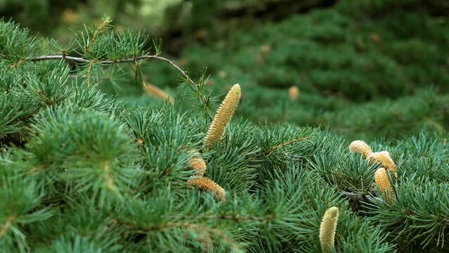 Young cones of Cedrus libani or Lebanon Cedar tree close up on a green branch