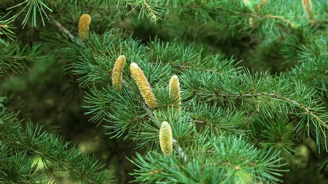 Young blooming cedar cones on a branch with coniferous green pine needles in a botanical park close up