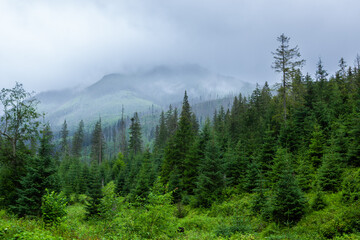 Green spruce forest in clouds on a rainy day in Tatra National Park, Poland.