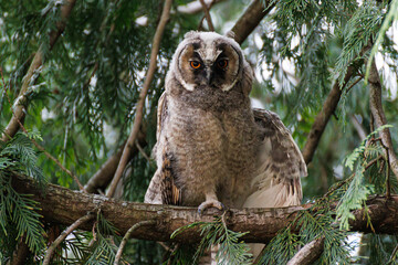 Brown Eurasian eagle owl