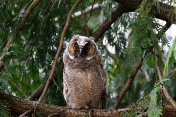 Brown Eurasian eagle owl