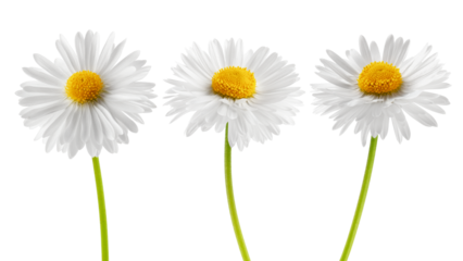 chamomile isolated on white background, full depth of field