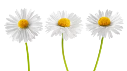 Zelfklevend Fotobehang chamomile isolated on white background, full depth of field © grey