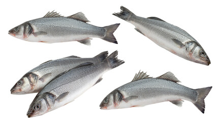 Seabass isolated on white background, full depth of field