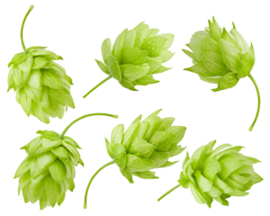 green hop, isolated on white background, full depth of field