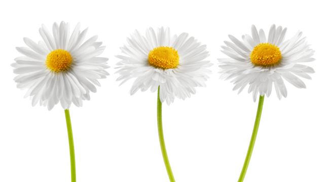 chamomile isolated on white background, full depth of field