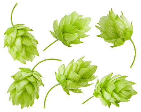 green hop, isolated on white background, full depth of field