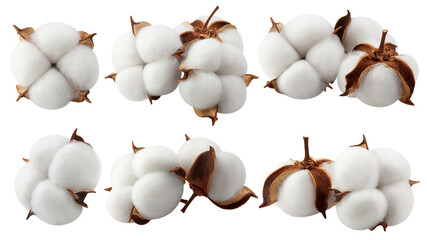 Cotton flower isolated on white background, full depth of field - obrazy, fototapety, plakaty