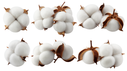 Cotton flower isolated on white background, full depth of field