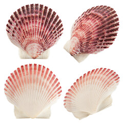 scallops sea shell isolated on white background, full depth of field