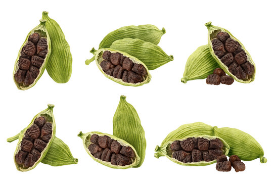 Cardamom isolated on white background, full depth of field