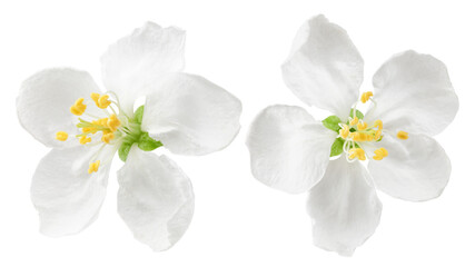 Apple flower isolated on white background, full depth of field - obrazy, fototapety, plakaty