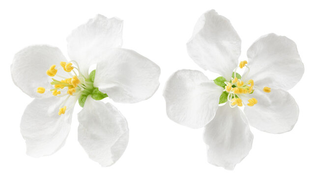 Apple flower isolated on white background, full depth of field