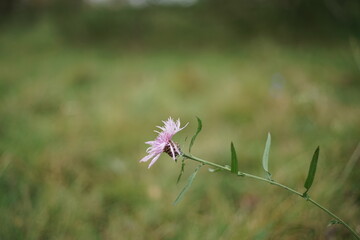 Skabiosen Flockenblume, Centaurea scabiosa