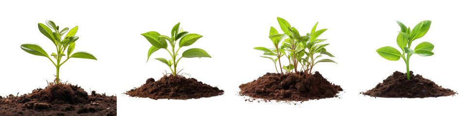 Young green plant growing from soil Hyperrealistic Highly Detailed Isolated On Transparent Background Png File - obrazy, fototapety, plakaty
