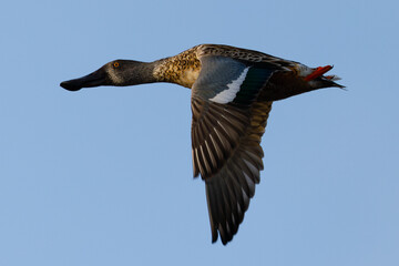 Male Northern Shoveler in beautiful light, seen in the wild in North California