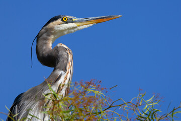 Close-up of a great blue heron on a tree, seen in the wild in a North California marsh