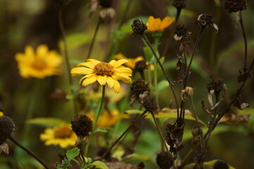 Yellow flowers in the front garden in front of the house