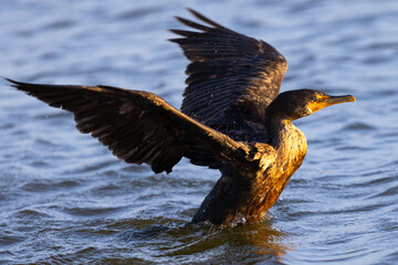 Close-up of a Double-crested cormorant flapping his wings   in beautiful light, seen in the wild in North California