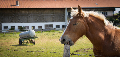horse nibbles on the wood in front of the horse stable © bildermitherz.world