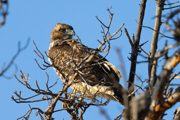 Close view of a red-tailed hawk perched, seen in the wild in  North California