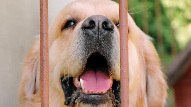 The open mouth of golden retriever dog looking at camera sits in pen. Fast breathing pet close-up. Domestic animal behind bars. Homeless animal. Catching stray dogs. Waits the owner. Heat concept. 4K.