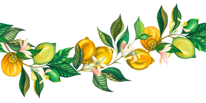 Watercolor seamless border of blooming lemons and lime branch with leaves, pink flowers and green lemon. Hand painted yellow fruits and flower isolated on white background. Fresh citrus illustration