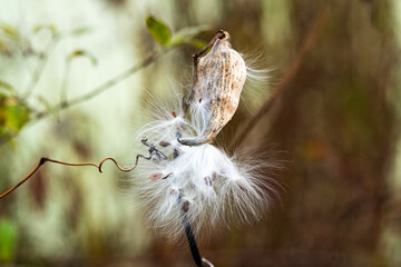 Fall seed pod