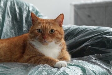 Cute ginger cat resting in armchair covered with plastic film indoors, closeup