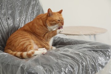 Cute ginger cat resting in armchair covered with plastic film indoors