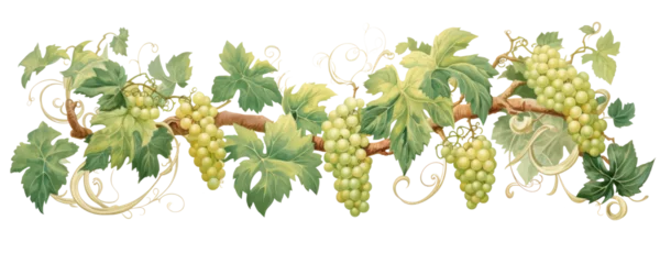 Fotobehang Green grapes on a grapevine, transparent background (PNG) © Georgina Burrows