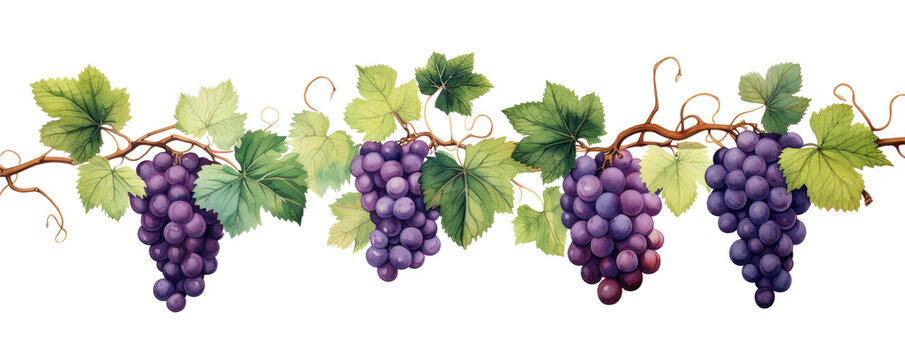 Purple grapes on a grapevine, transparent background (PNG)