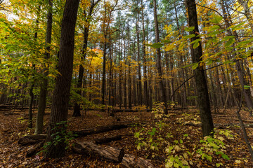 Autumn walk in the woods
