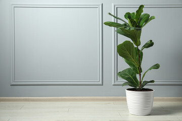 Fiddle Fig or Ficus Lyrata plant with green leaves on floor near light grey wall, space for text