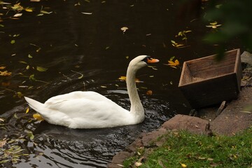 Naklejka premium Beautiful swan and fallen yellow leaves in lake